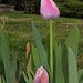 Tulipe triomphe