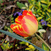 Tulipe Darwin 'Banja Luka'