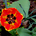 Tulipe Darwin 'Banja Luka' (2)