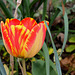 Tulipe Darwin 'Banja Luka' (3)
