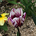 Tulipe triomphe ' Rem's favorite' (2)