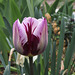 Tulipe triomphe ' Rem's favorite' (5)