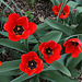 Tulipes Darwin