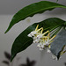 Hoya multiflora (3)
