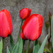 Tulipes Darwin (3)