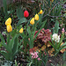 Tulipes Darwin (4)