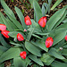 Tulipes Darwin (5)