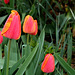 Tulipes Darwin (6)