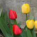 Tulipes Darwin (7)