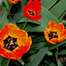 Tulipes Darwin (8)