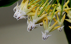 Hoya multiflora