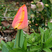 Tulipe Darwin (2)