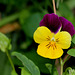 Viola cornuta hybride