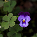 Viola cornuta hybride (3)