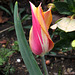 Tulipe Blushing Beauty (2)