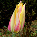 Tulipe Blushing Beauty (4)