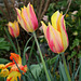 Tulipe Blushing Beauty (5)