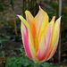 Tulipe Blushing Beauty (6)