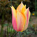 Tulipe Blushing Beauty (7)