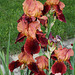 Iris cuivre rouge' Natchez Trace '