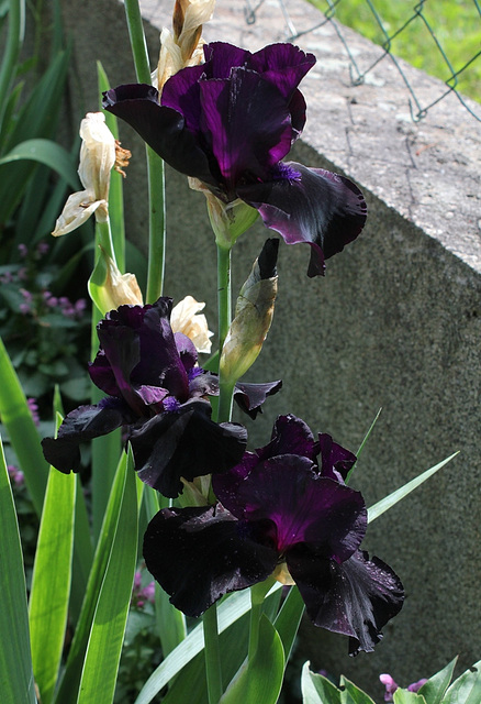 Iris Anvil of Darkness (2) Iris Anvil of Darkness (2)