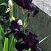 Iris Anvil of Darkness (2)