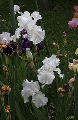Iris blanc - Skating Party