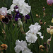 Iris blanc - Skating Party