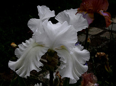 Iris blanc 'Skating Party'