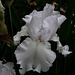 Iris blanc (4)