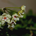 Hoya serpens  (5)