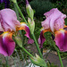 Iris Giant Rose