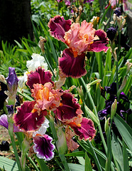 Iris Impressionist (4)