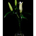 Asiatic Lily on black