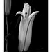 Asiatic Lily black and white