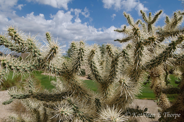 Cholla Cactus Boulders Arizona - SOOC