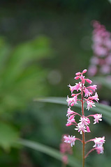 Heucherella alba 'bridget bloom'