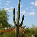 Saguaro Cactus 2 Boulders Arizona - These cacti do not sprout "arms" until they are 70-80 years old.  Some live to 400 years.