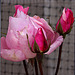 20120508 9250RAw [E] Rose Guadalupe