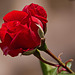 20120508 9252RAw [E] Rose, Guadalupe