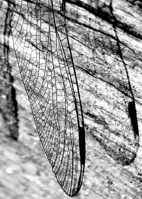 Dragonfly wing & shadow