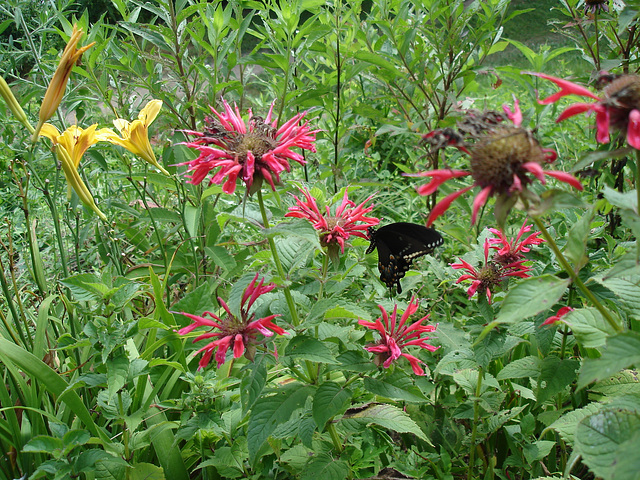 American butterfly / Papillon du sud américain  - July 11th 2010.