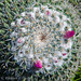 Barrel Cactus in Bloom - Explore January 2, 2012 #492
