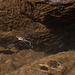 20120508 9265RAw [E] Teichläufer (Hydrometra stagnorum), EX386, Rio Ibor, Extremadura
