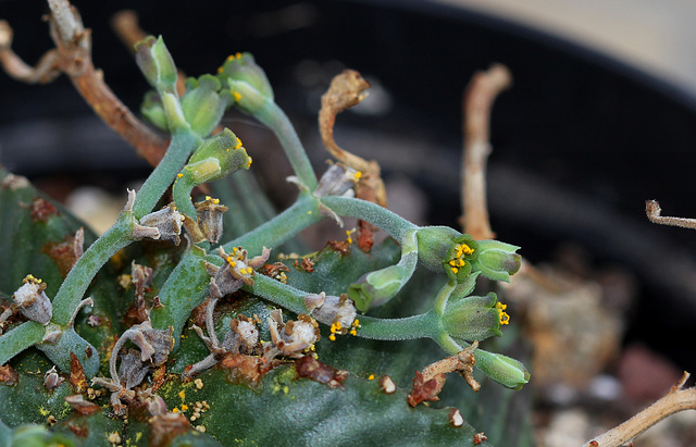 Euphorbia meloformis (2)