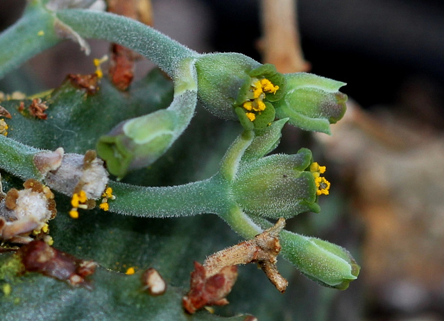 Euphorbia meloformis (3)