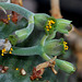 Euphorbia meloformis (3)