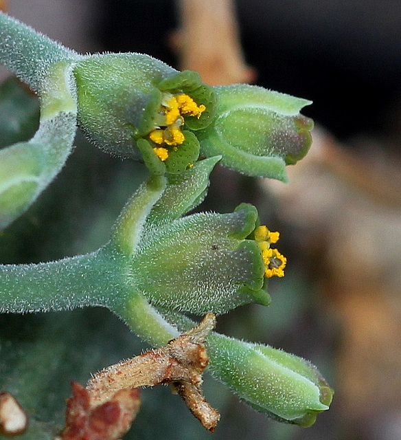 Euphorbia meloformis (4)