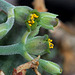 Euphorbia meloformis (4)