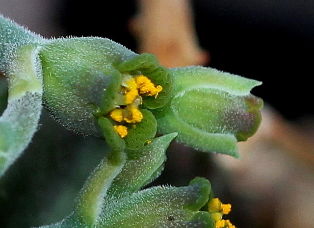 Euphorbia meloformis (5)